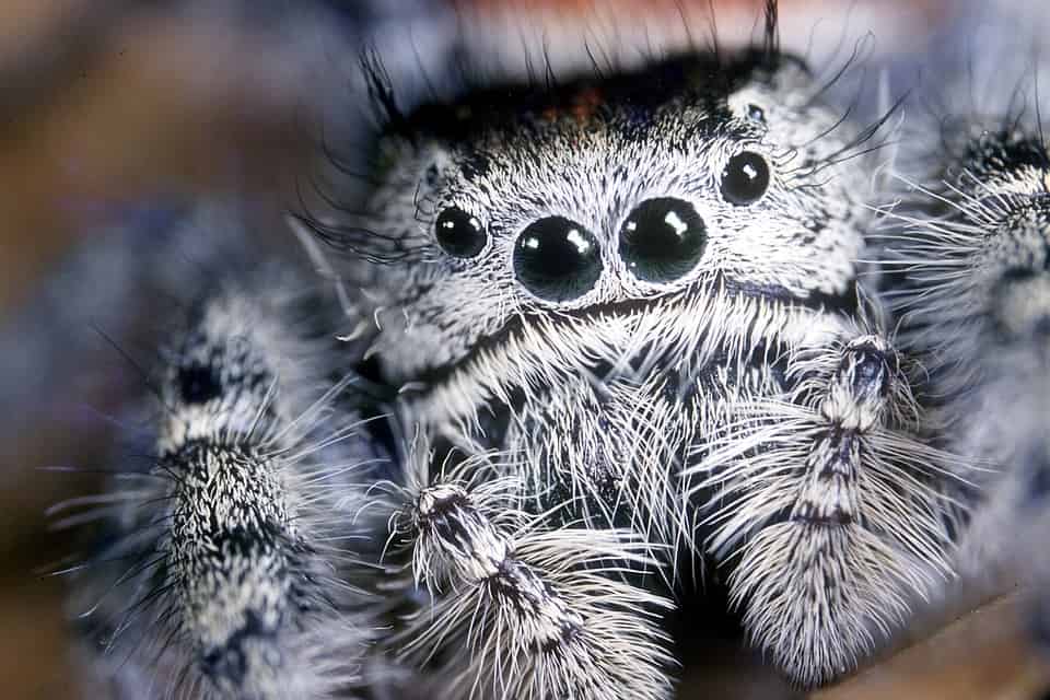 spider eyes in a close up