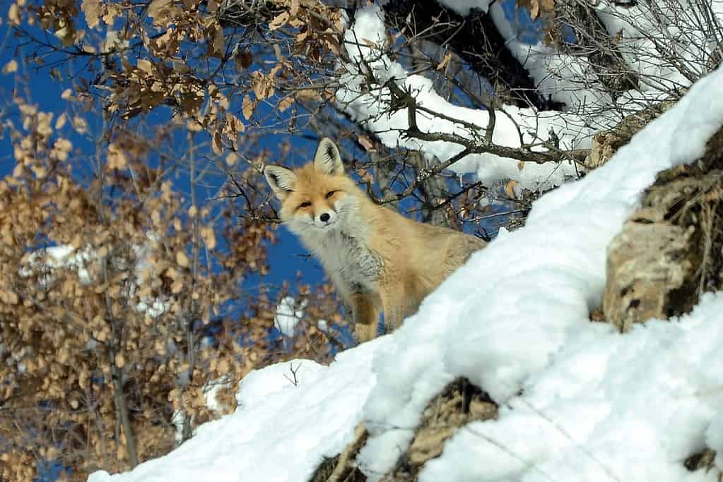 a cute curious fox in snow