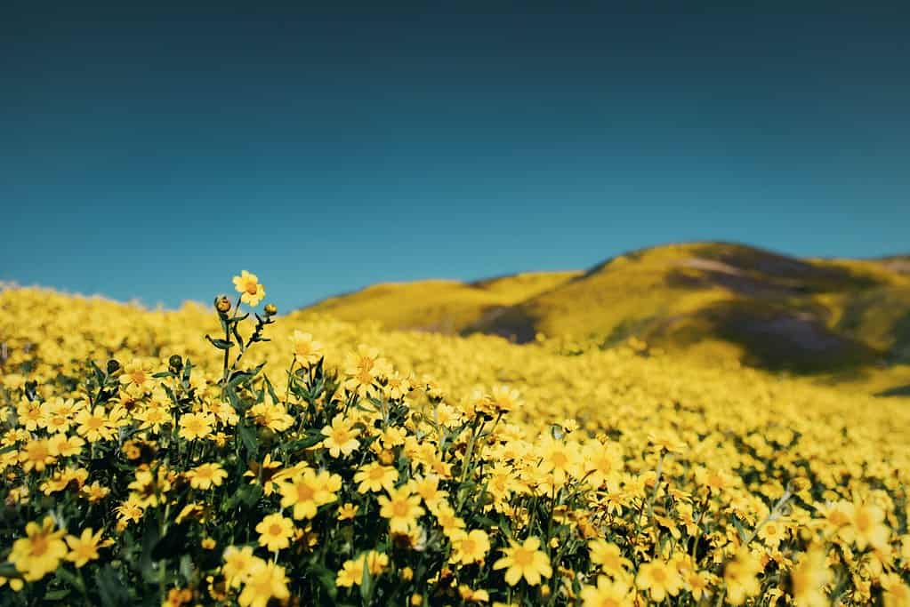 flowers in california