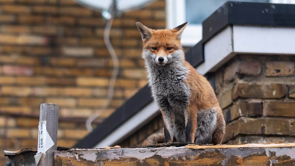 a fox in an urban environment