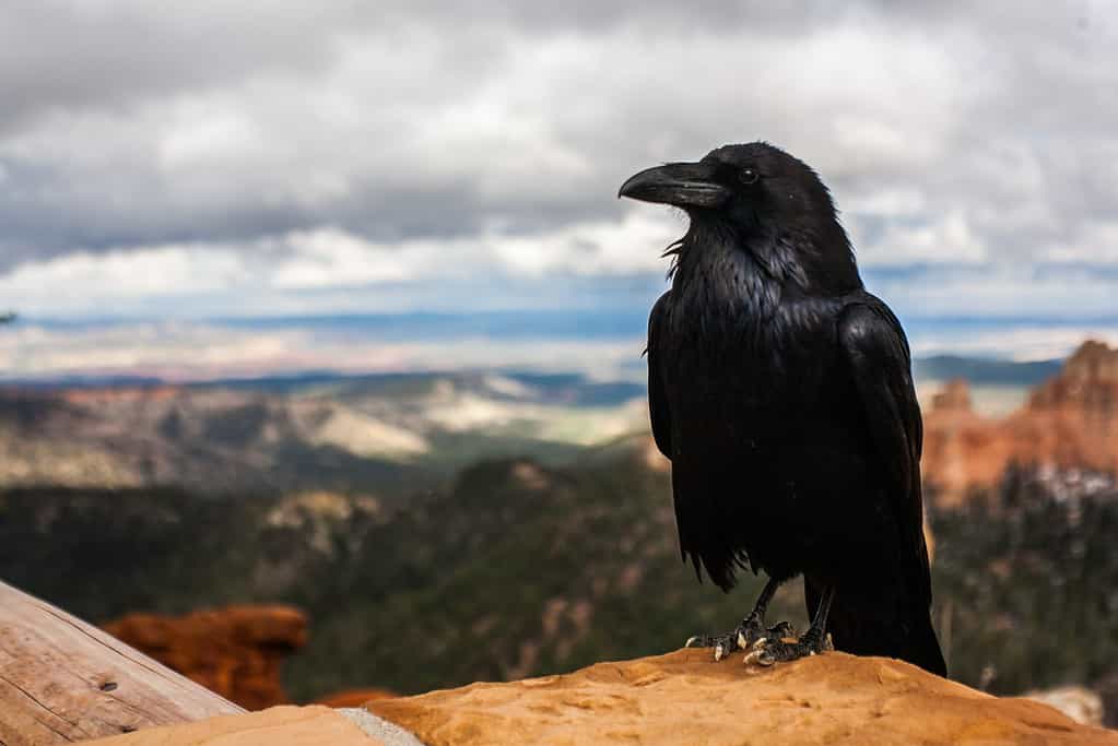 a crow or raven on a mountainous background