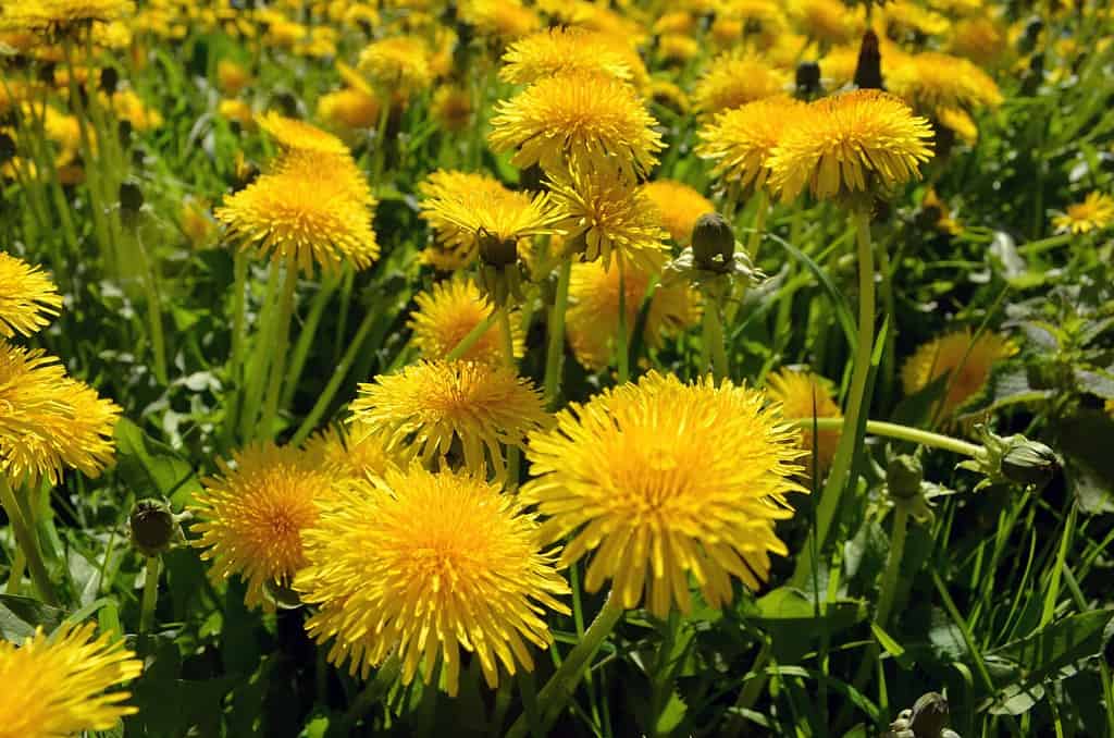 Picture of dandelions in the field