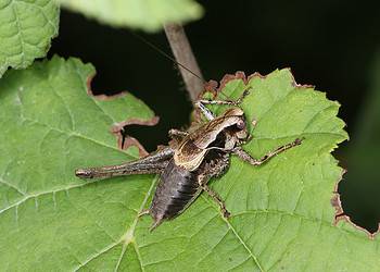 The dark bush-cricket Pholidoptera griseoaptera is one of the many declining insect species in Central Europe. Image credits: Beat Wermelinger.