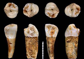 A Neanderthal premolar tooth from the Almonda cave system, Portugal, seen from different angles. Image credits: João Zilhão.