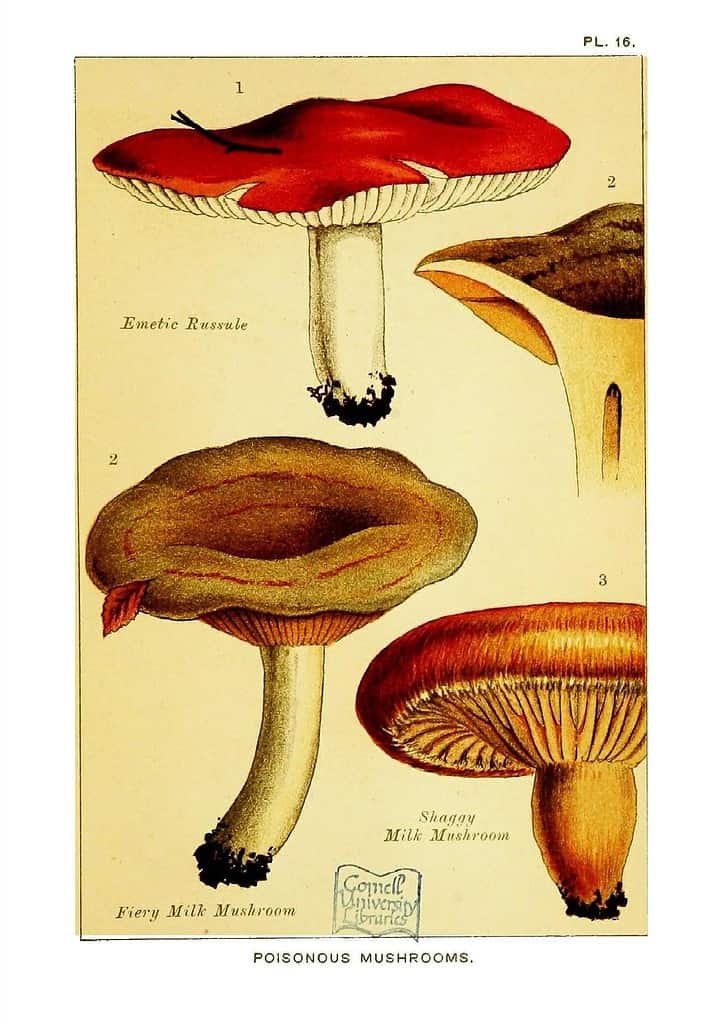poisonous mushrooms illustration