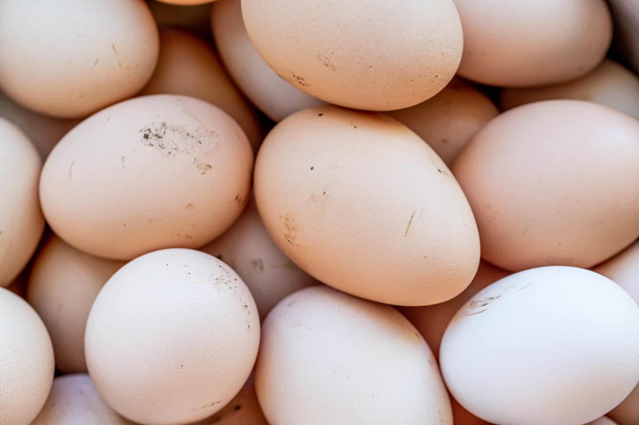 closeup of eggs