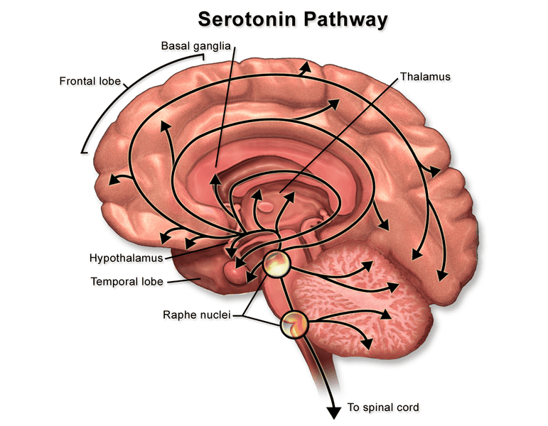 Schematic of serotonin pathway in the brain