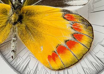 Using the largest butterfly tree of life ever created, scientists have determined where the first butterflies originated and which plants they relied on for food. Image credits: Florida Museum
