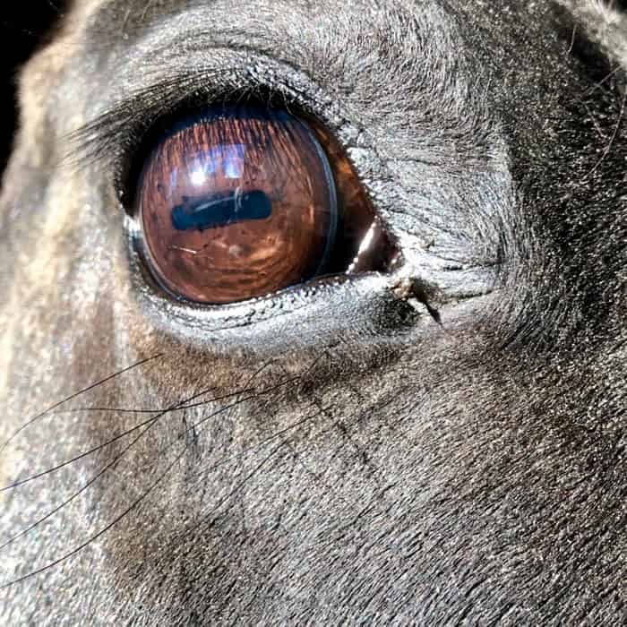 Rectangular horse eye