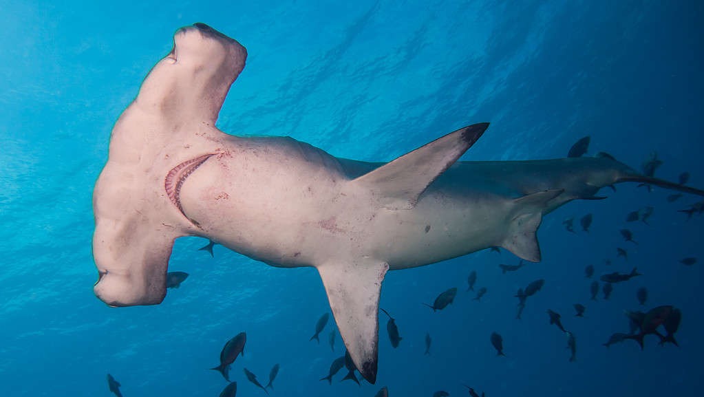 A hammerhead shark