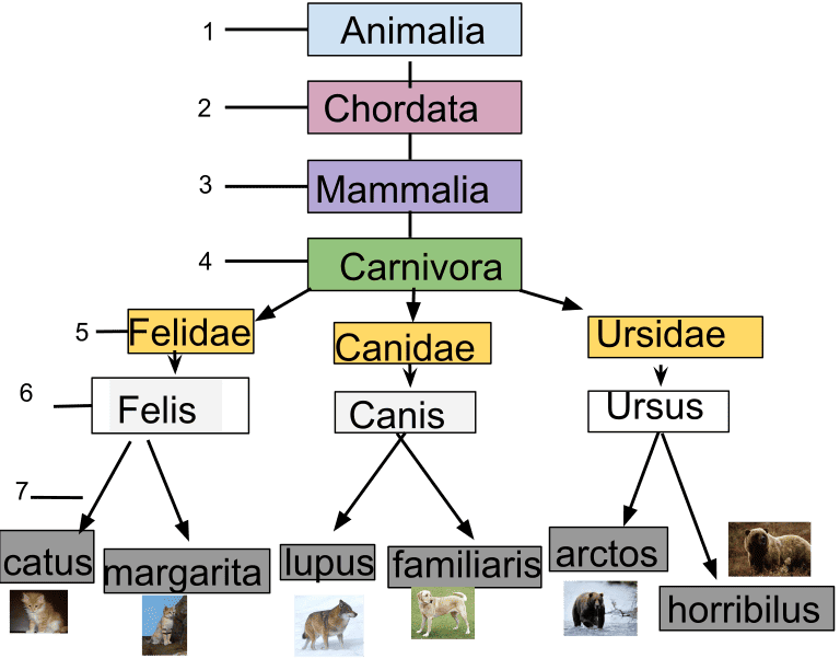 taxonomy example