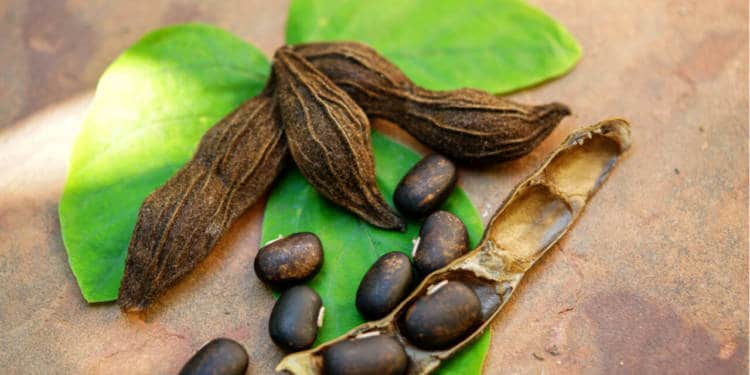 Picture of Mucuna pruriens (also known as velvet bean).