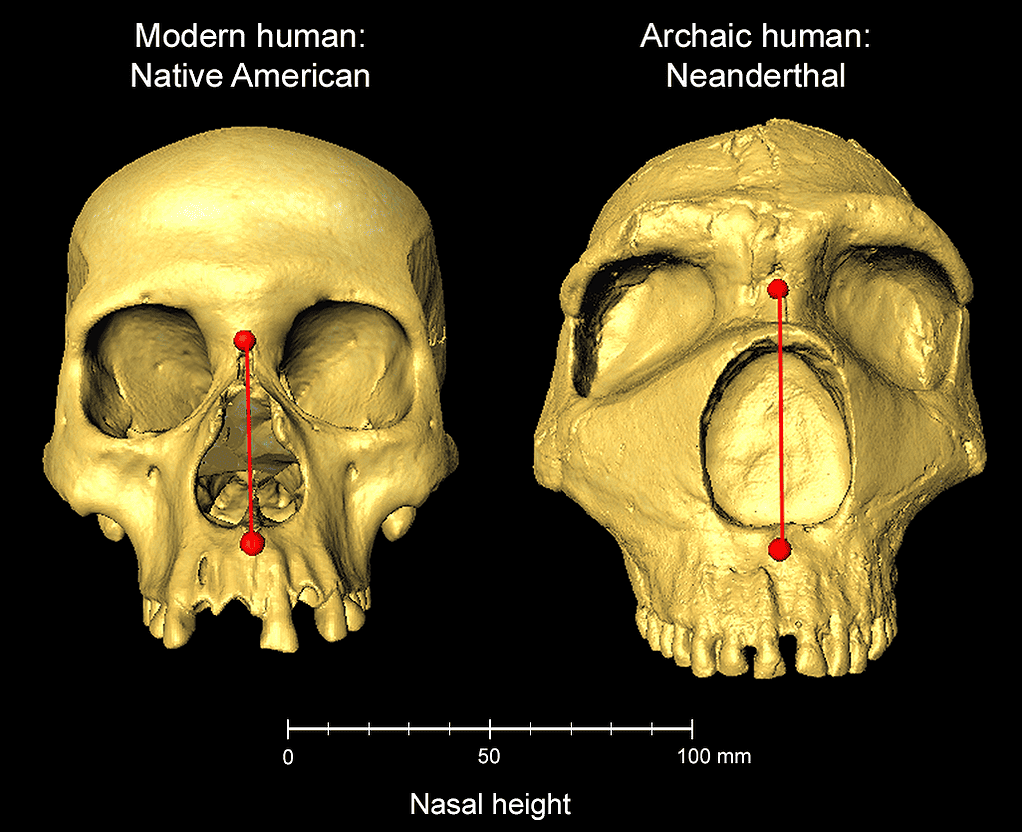 Two skulls from humans