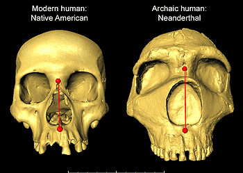 Modern human and archaic neanderthal skulls side by side, showing difference in nasal height. Image credits: UCL.
