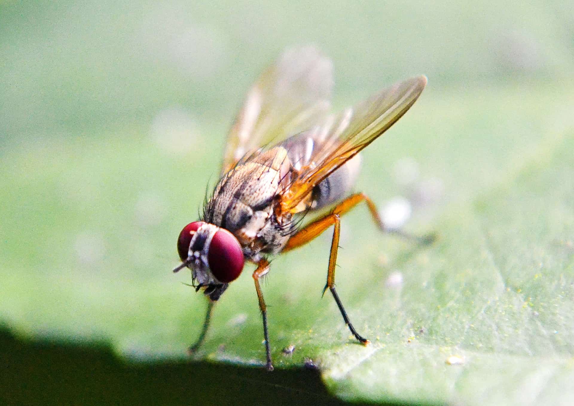 Closeup of fruit fly