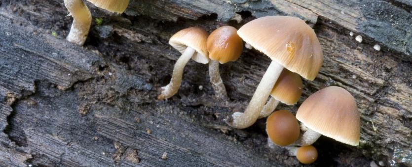 little brown mushrooms