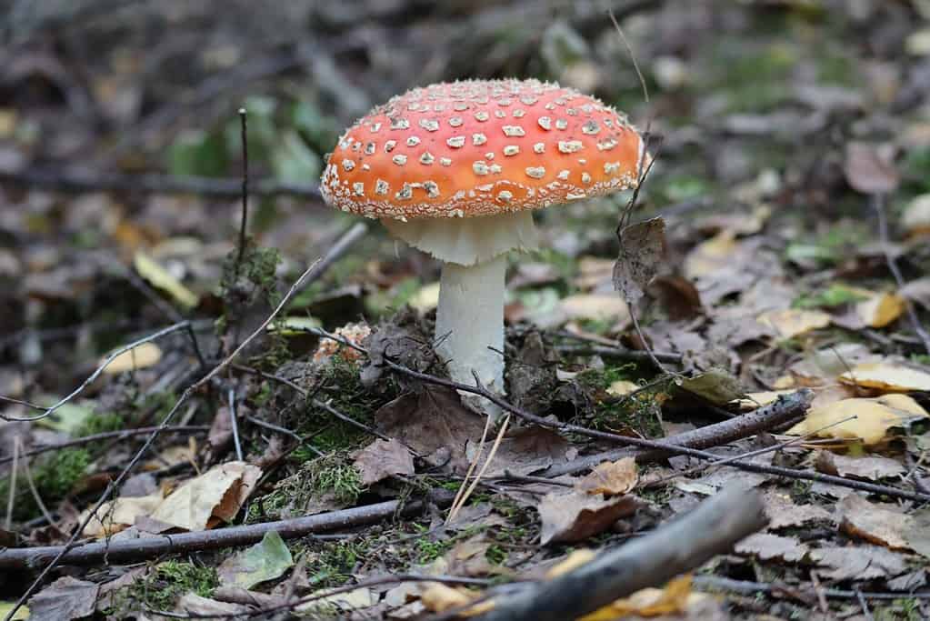 toxic mushroom amanita