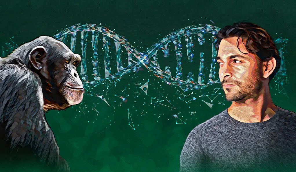 depiction of a human and chimp genetic differences