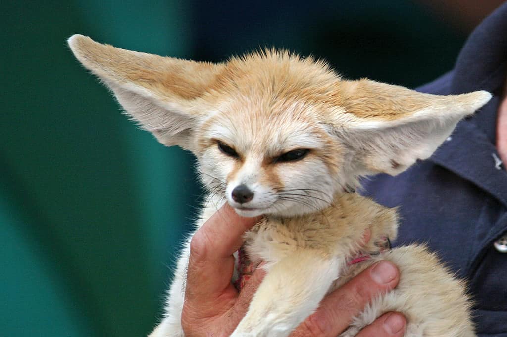 person holding fennec fox