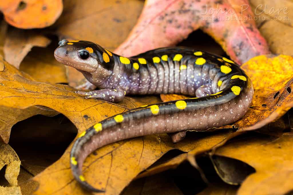 yellow-spotted salamander on a leaf