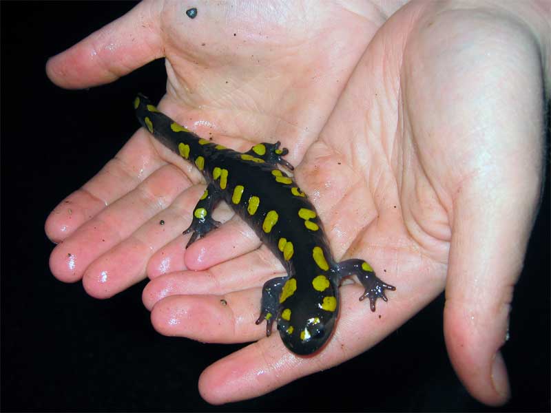 The yellow-spotted salamander held in hand