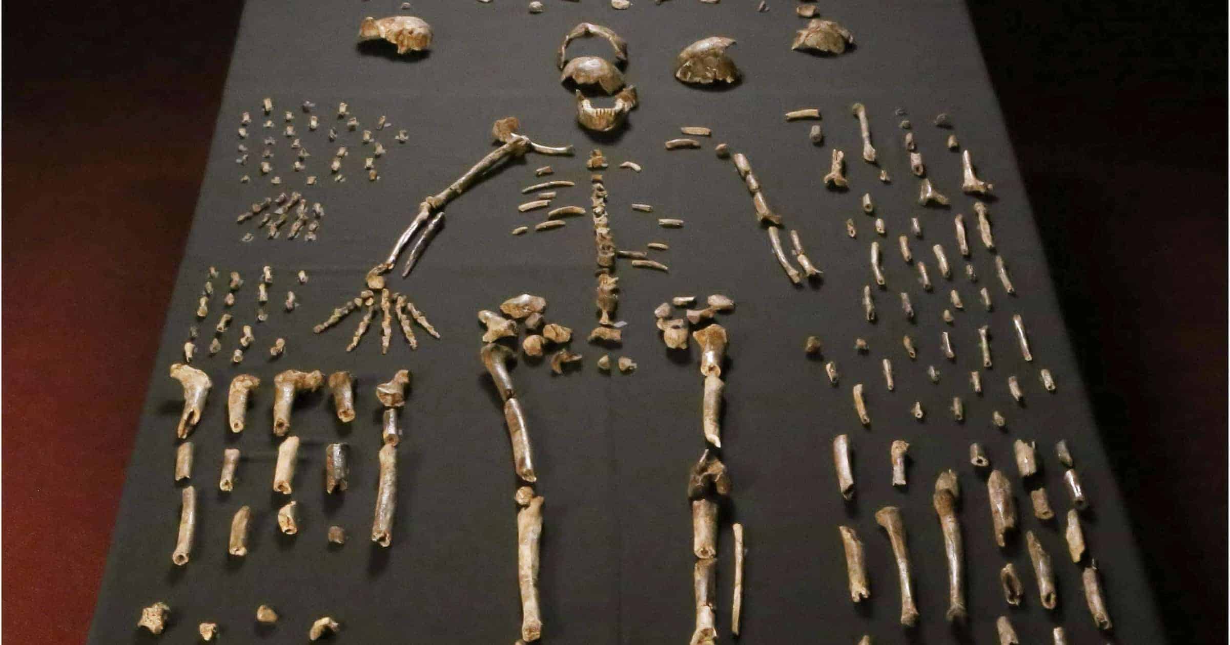 Homo naledi fossils