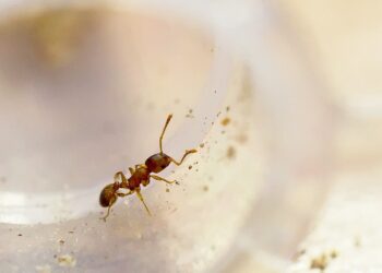 Temnothorax nylanderi ants could benefit from a parasite. Image credits: Wikipedia Commons.