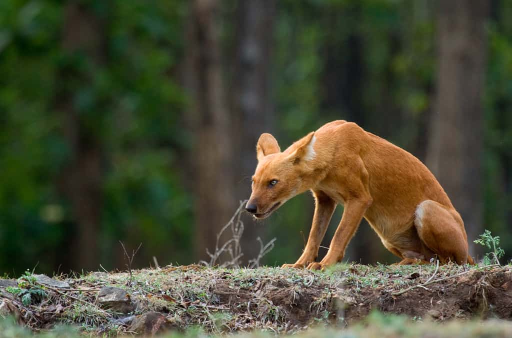 Dhole in the forest