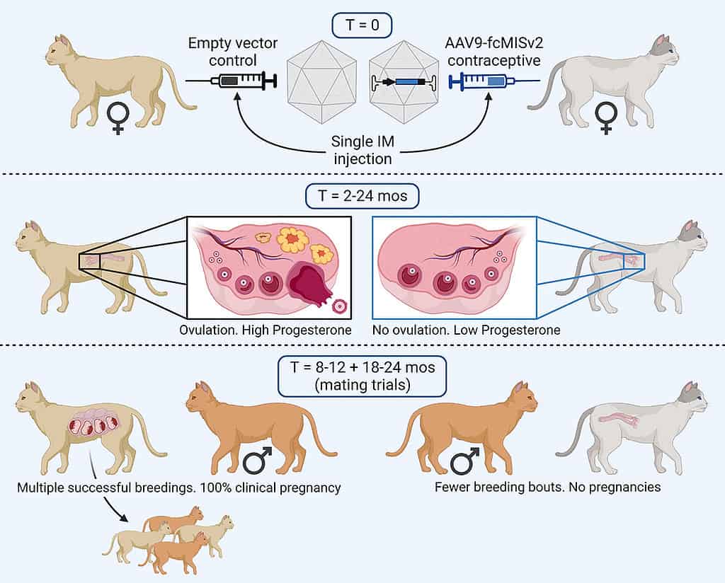 schematic of gene therapy cat contraceptive