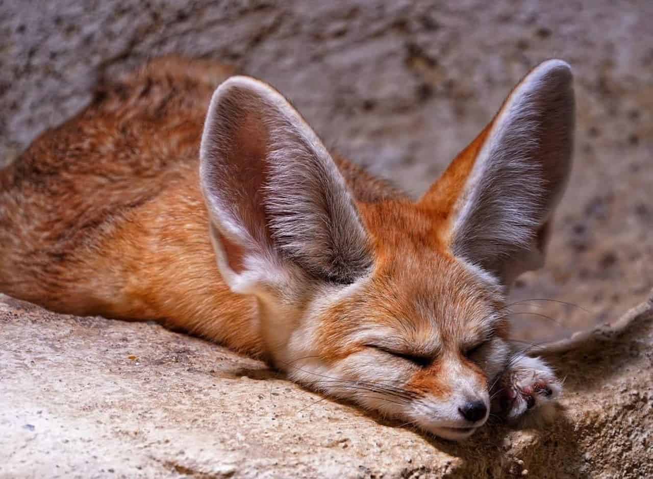 fennec fox sleeping
