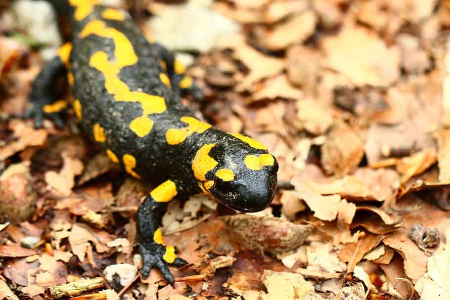 yellow-spotted salamander on leafs