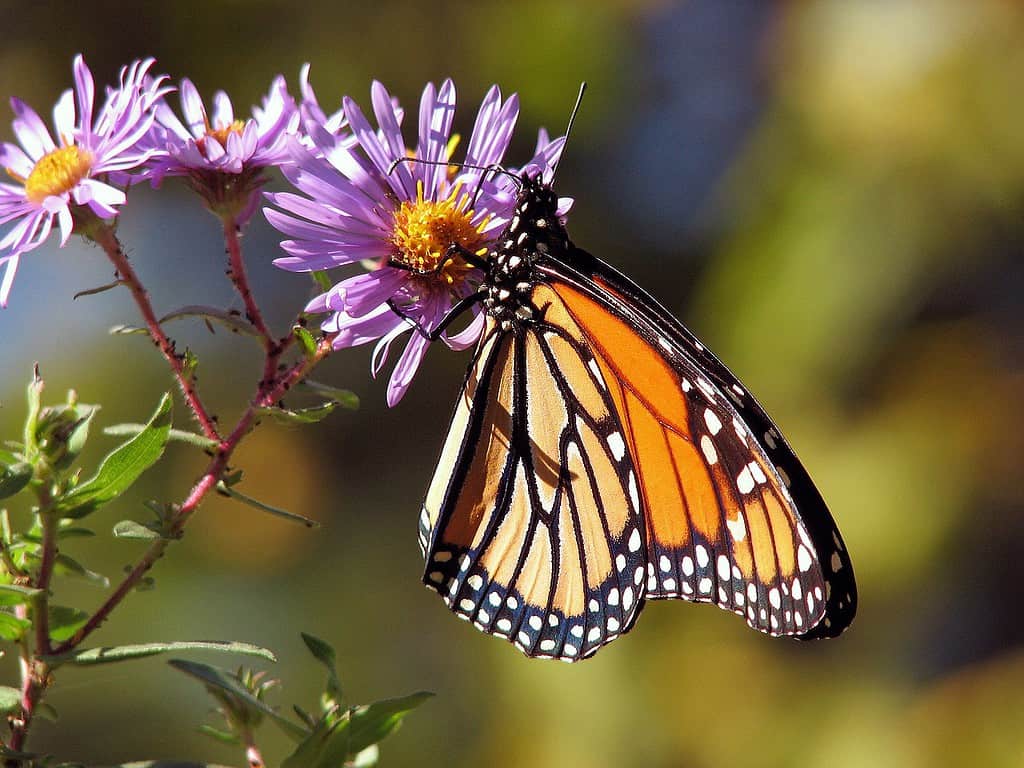 monarch butterfly with white spots