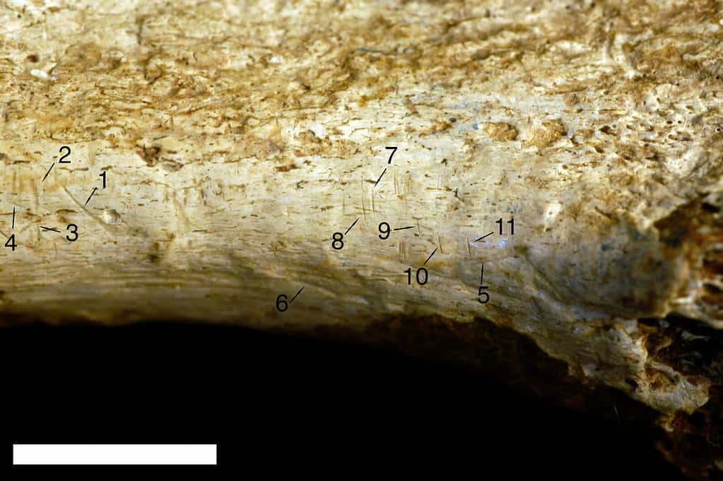 butchery marks on ancient human bone