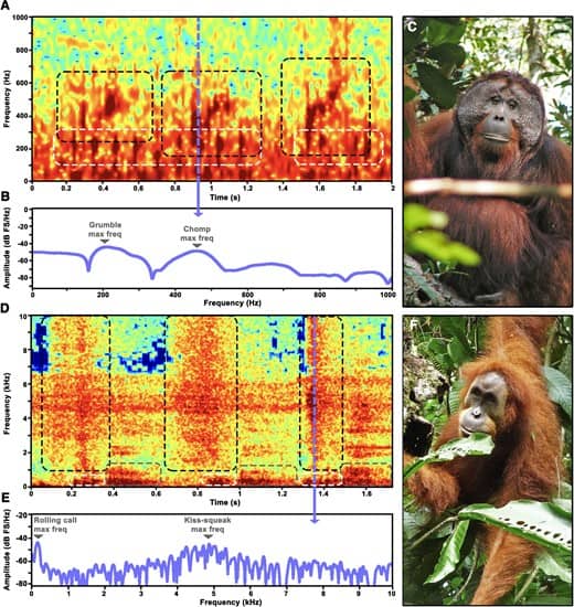 orangutan sonograms