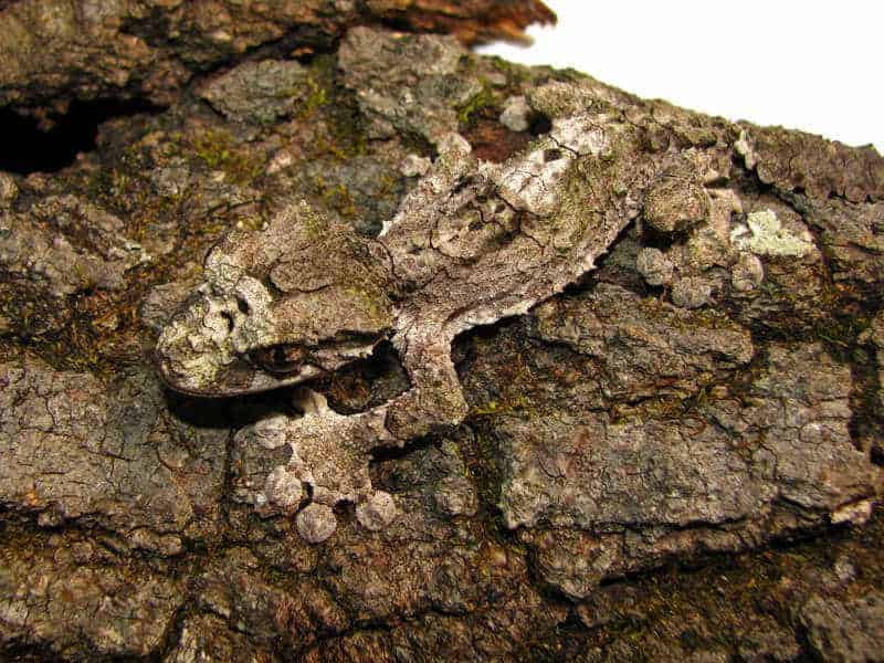 The Mossy Leaf-Tailed Gecko