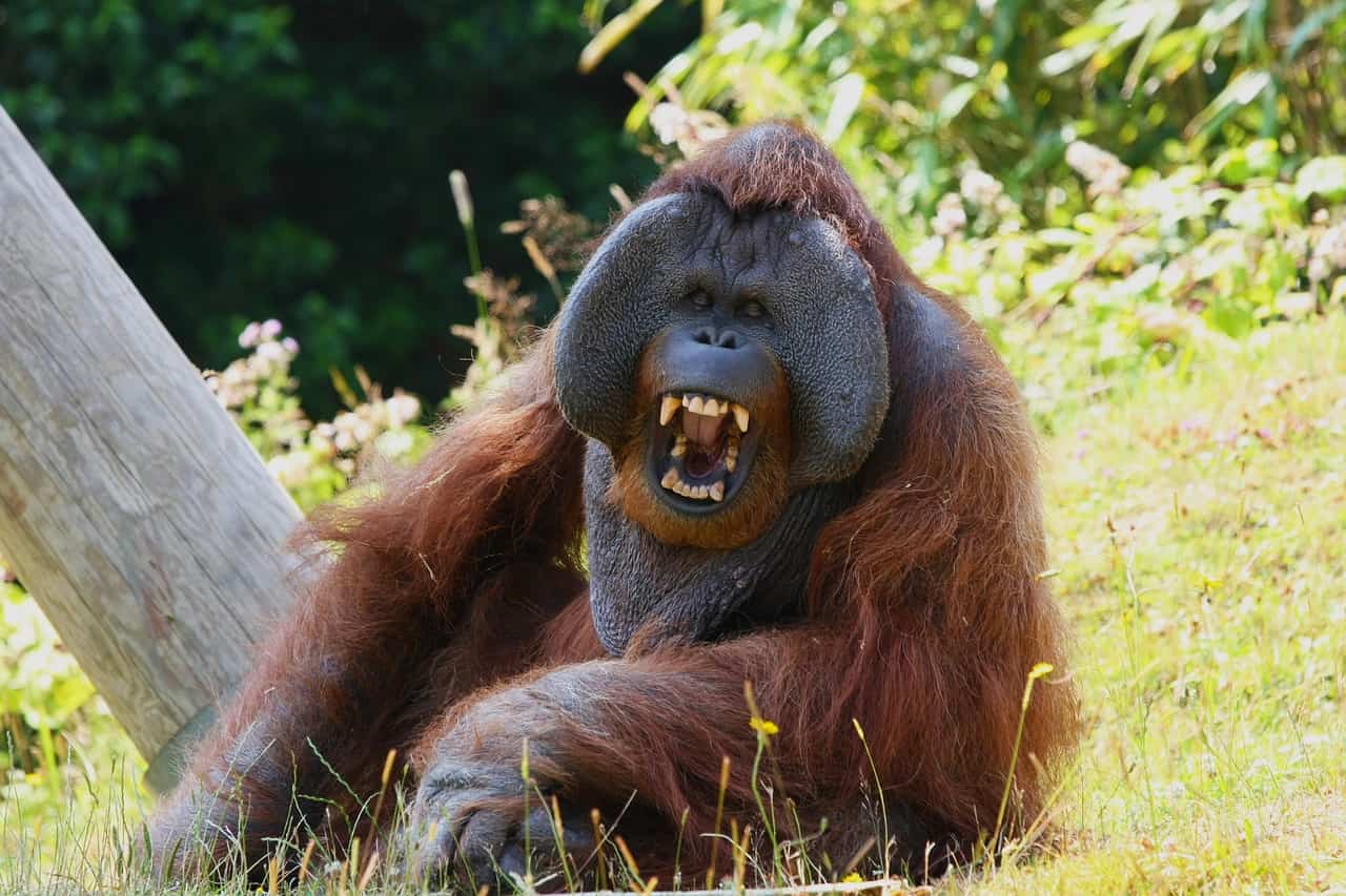orangutan beatbox