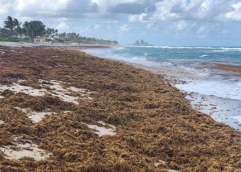 Some cultivation-based data show beached Sargassum appear to harbor high amounts of Vibrio bacteria. Image credits: Brian Lapointe, FAU Harbor Branch.