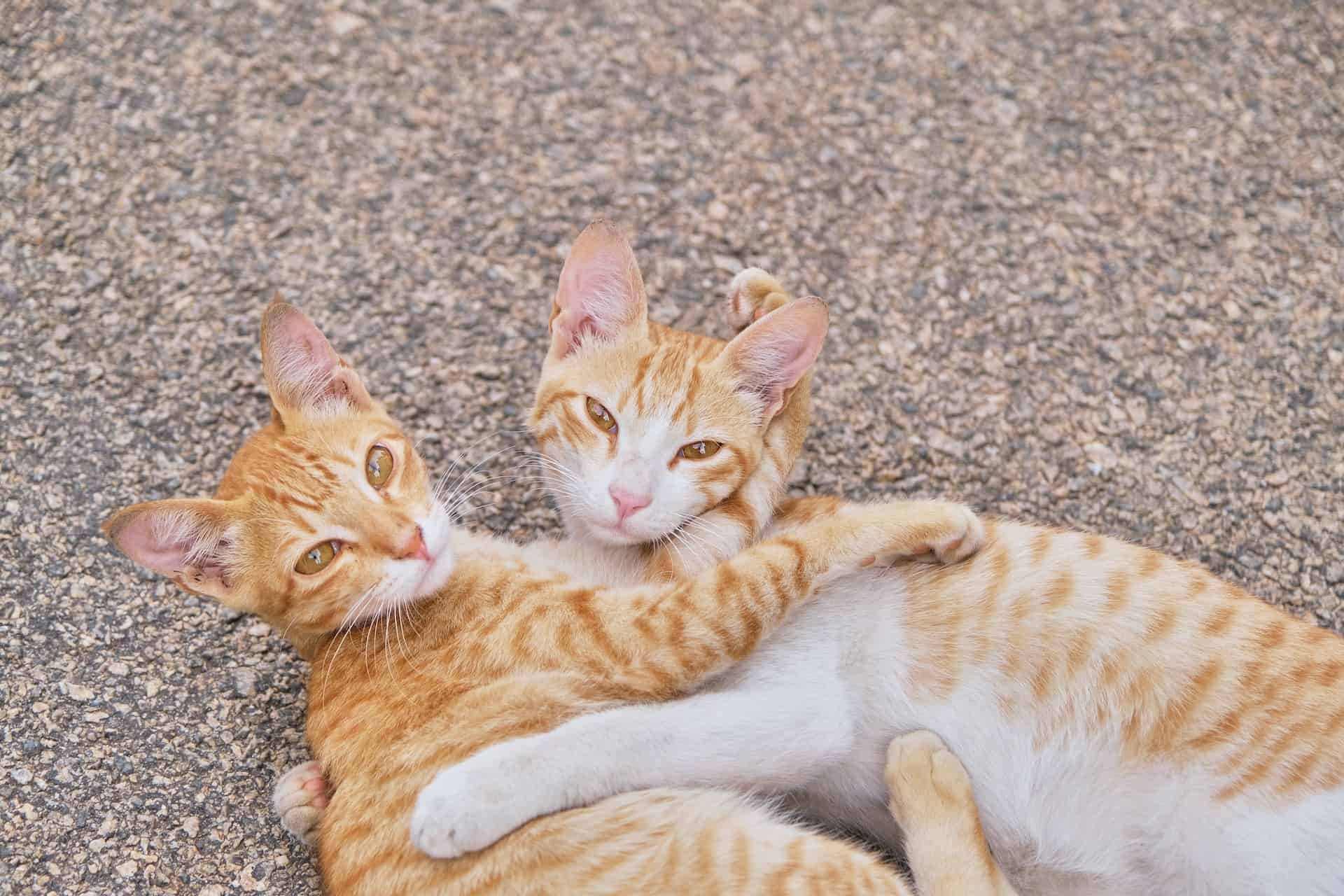 Two cats holding each other in their arms.