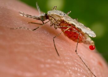 An Anopheles stephensi mosquito, which can carry malaria. Image credits: Wikipedia Commons.