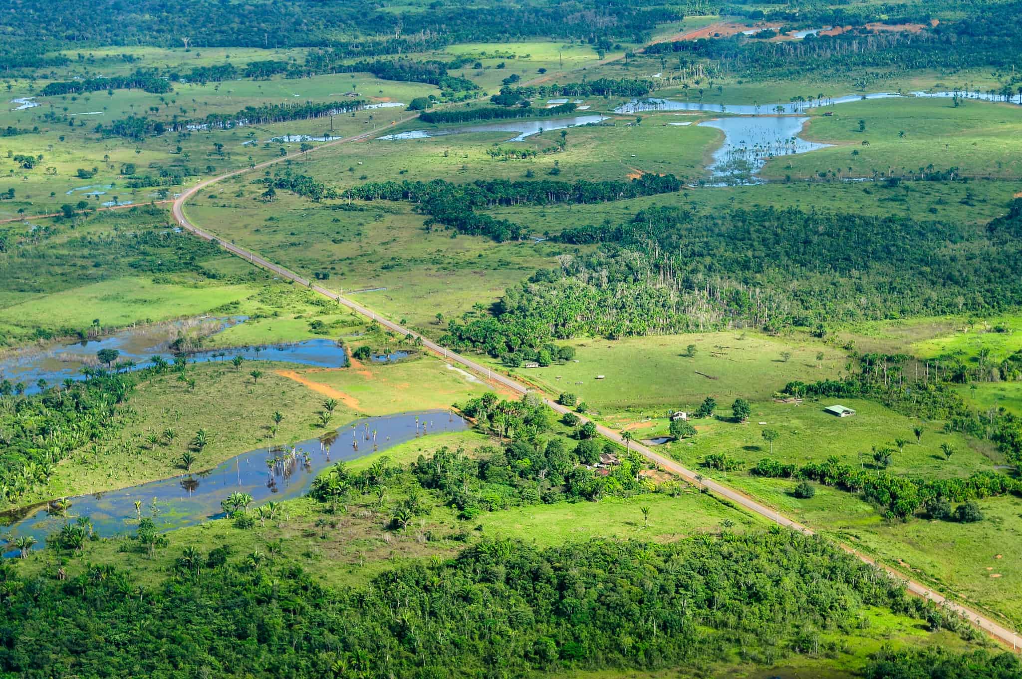 Déforestation amazonienne