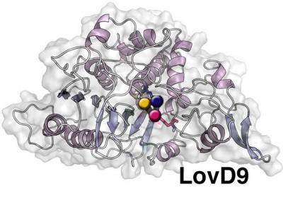 LOVD( enzyme