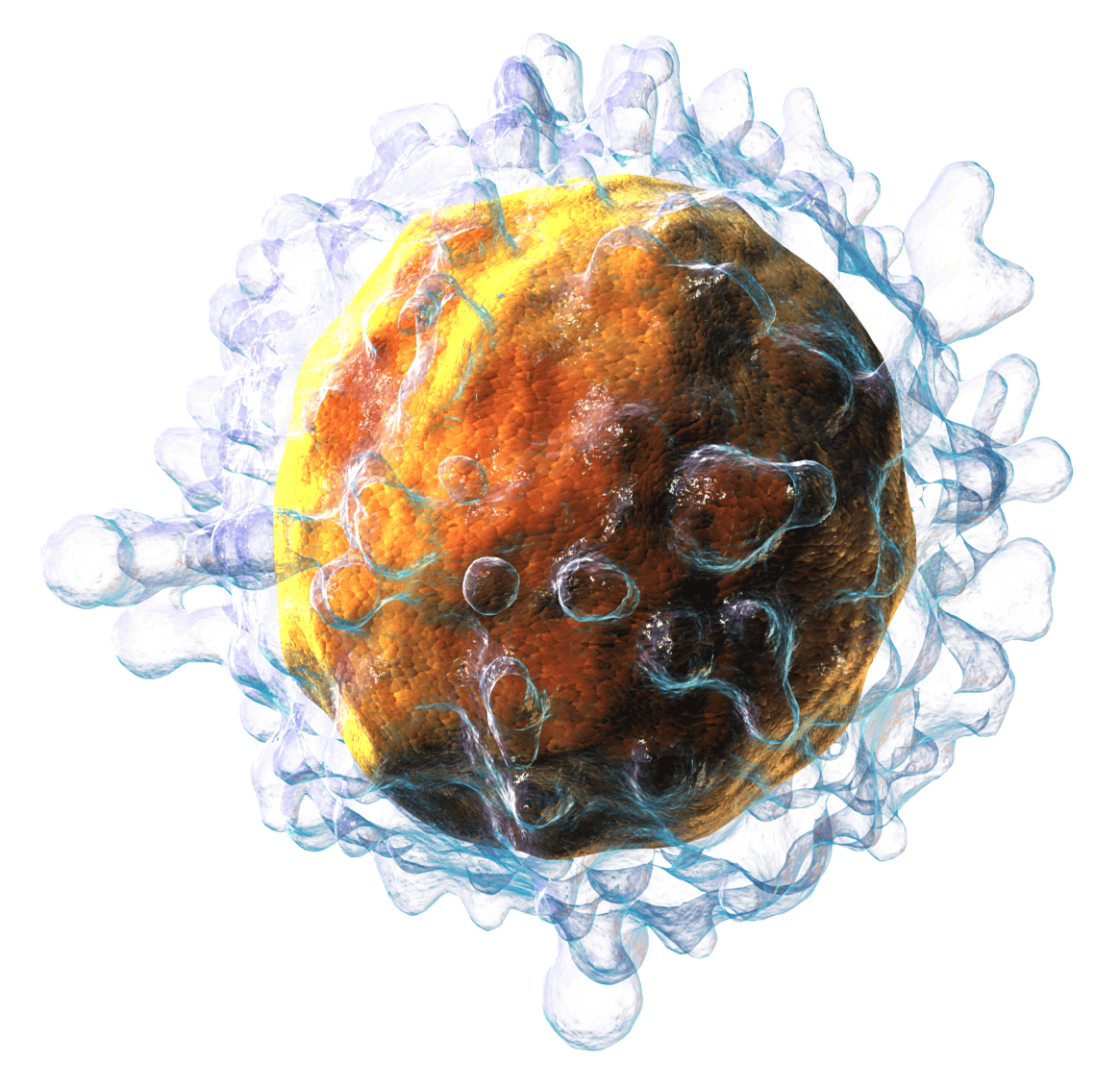3D illustration of a lymphocyte cell. Credit: Wikimedia Commons. 