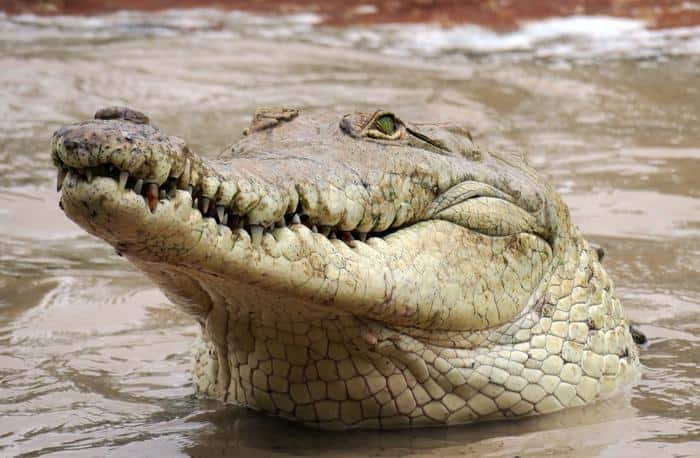  orinoco crocodile