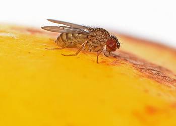 Researchers identified the genes that are switched on or off when these flies reproduce without fathers. Image credits: Jose Casal and Peter Lawrence.