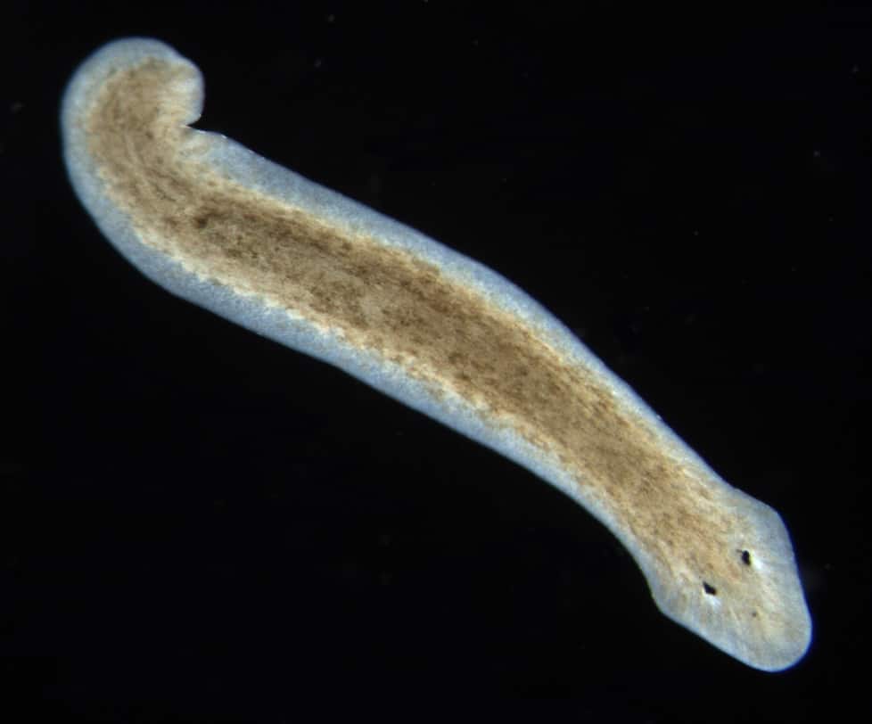 planarian worm