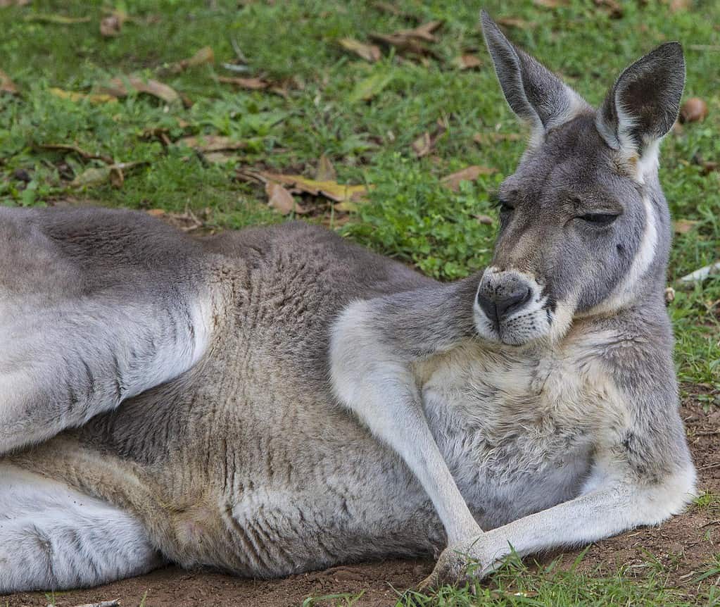 kangaroo chilling