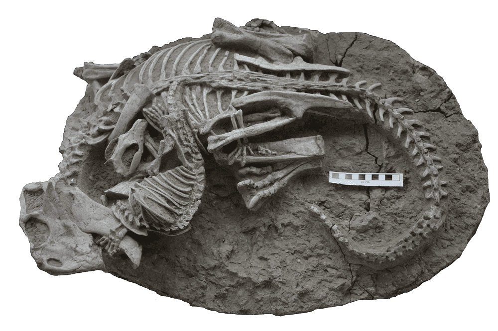 fossil of mammal eating dinosaur