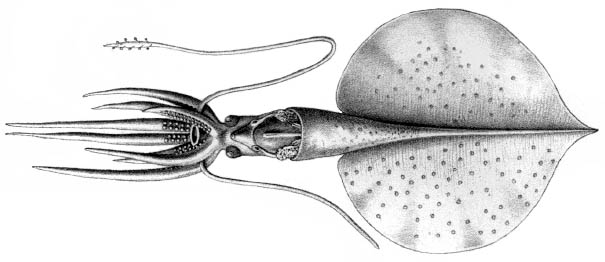 magnapinna squid drawing