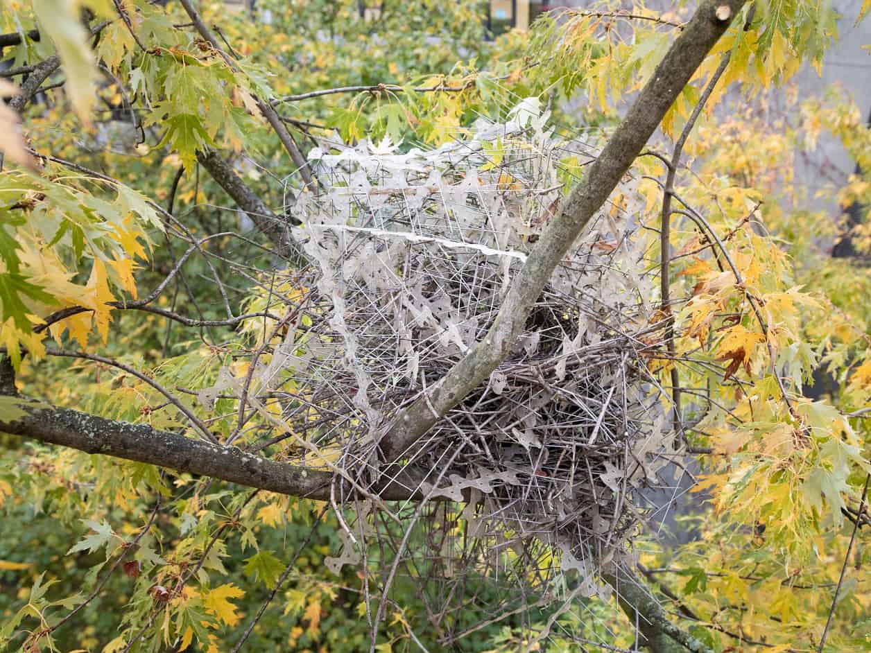 anti-bird spike nests