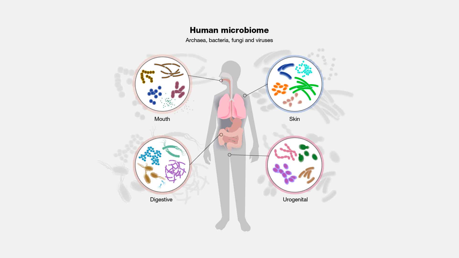 human microbiome